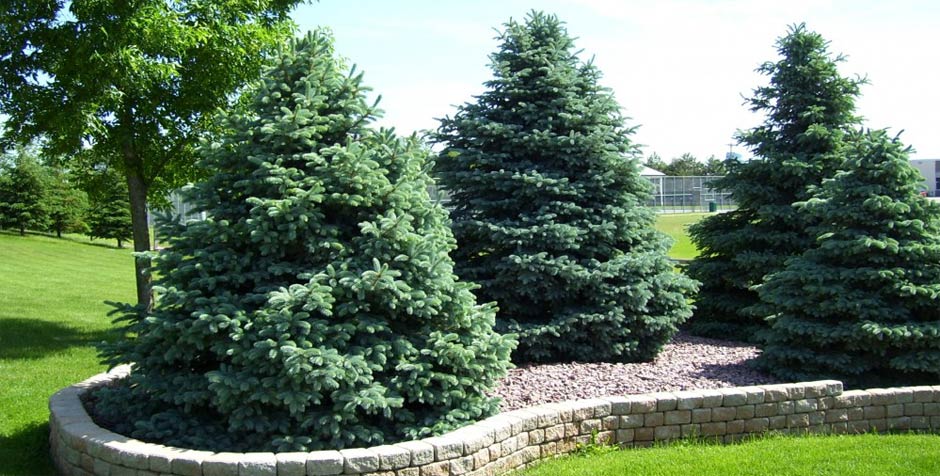 We install trees and shrubs for your home or business in the South Metro area